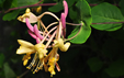 Lonicera etrusca