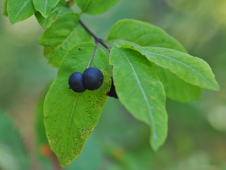 Lonicera nigra