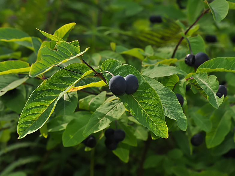 Lonicera nigra