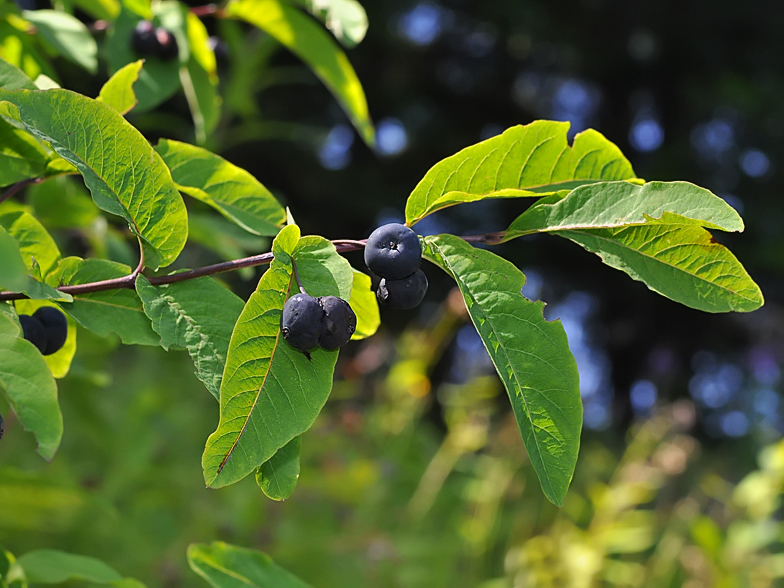 Lonicera nigra