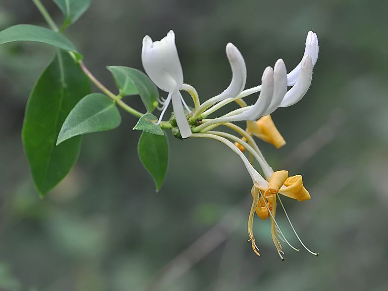 Lonicera periclymenum