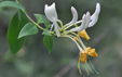 Lonicera periclymenum