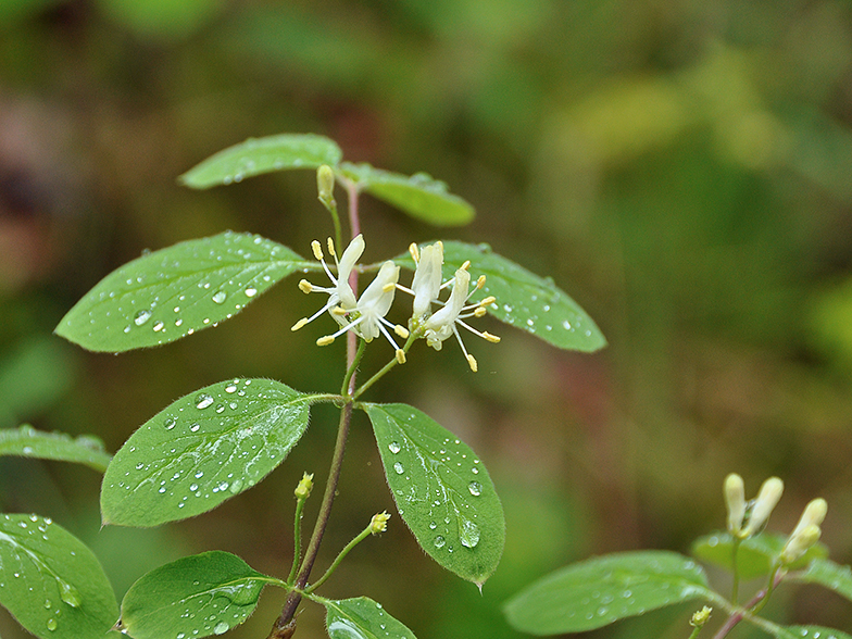 Lonicera xylosteum