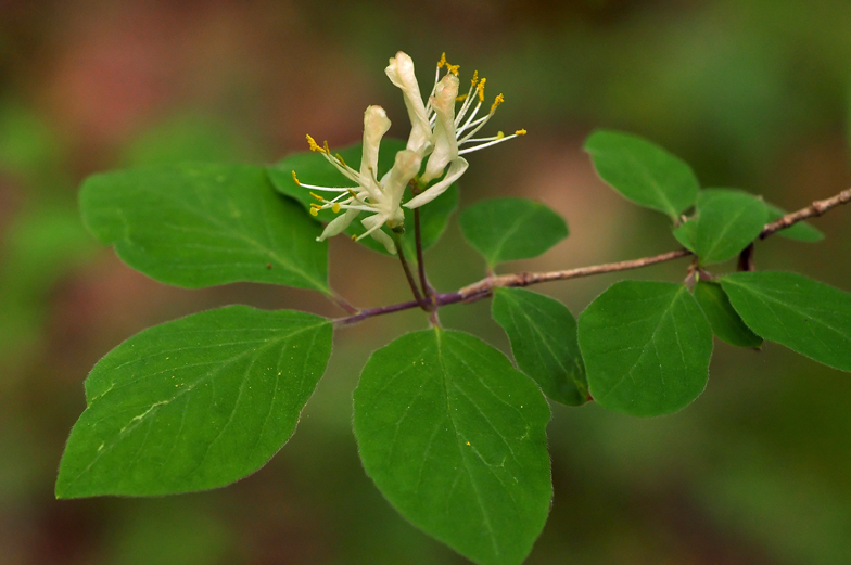 Lonicera xylosteum