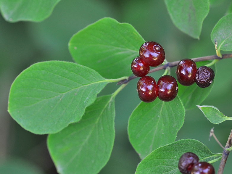 Lonicera xylosteum fruits