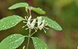 Lonicera xylosteum