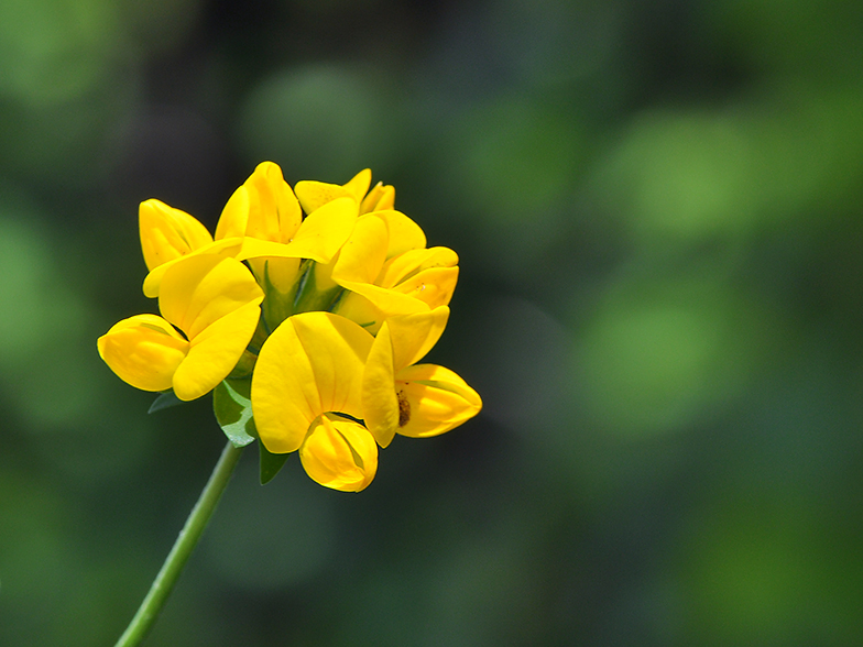 Lotus corniculatus