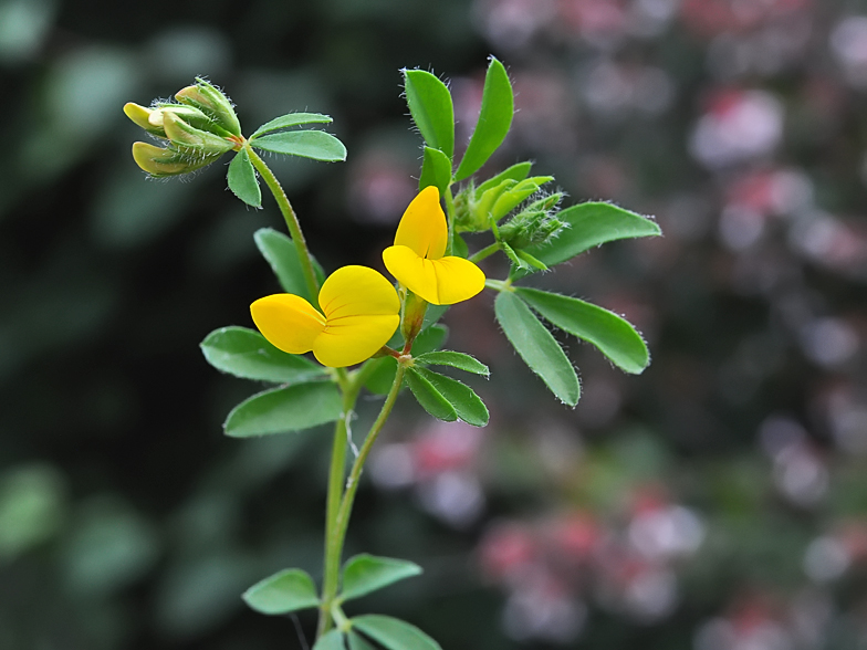 Lotus corniculatus