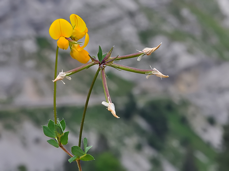 Lotus corniculatus