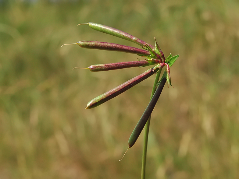 Lotus corniculatus