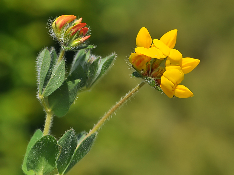 Lotus corniculatus ssp. hirsutus