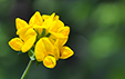 Lotus corniculatus