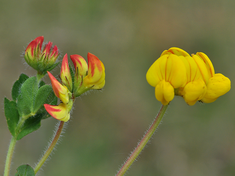 Lotus corniculatus ssp hirsutus