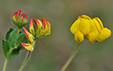 Lotus corniculatus