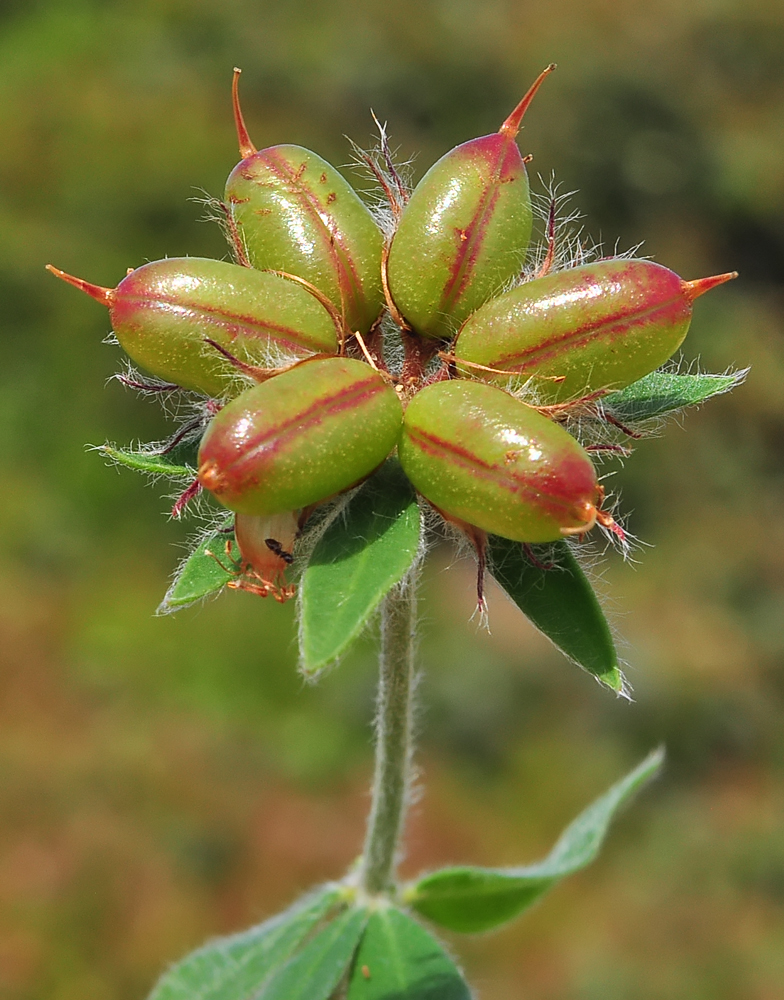 Lotus hirsutus