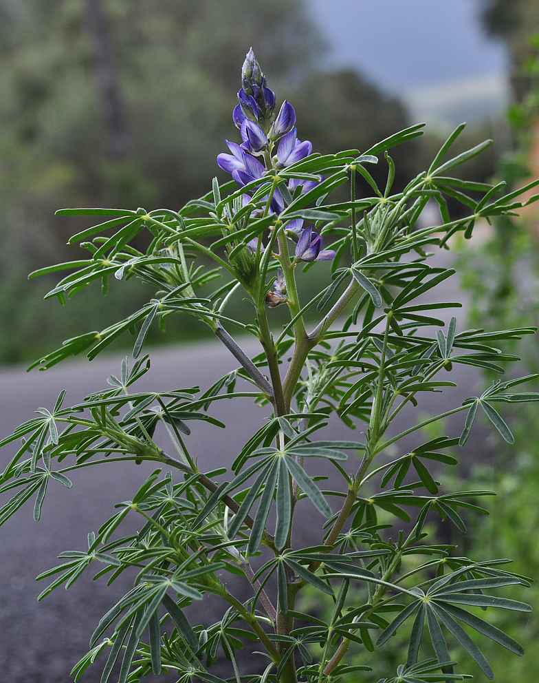 Lupinus angustifolius