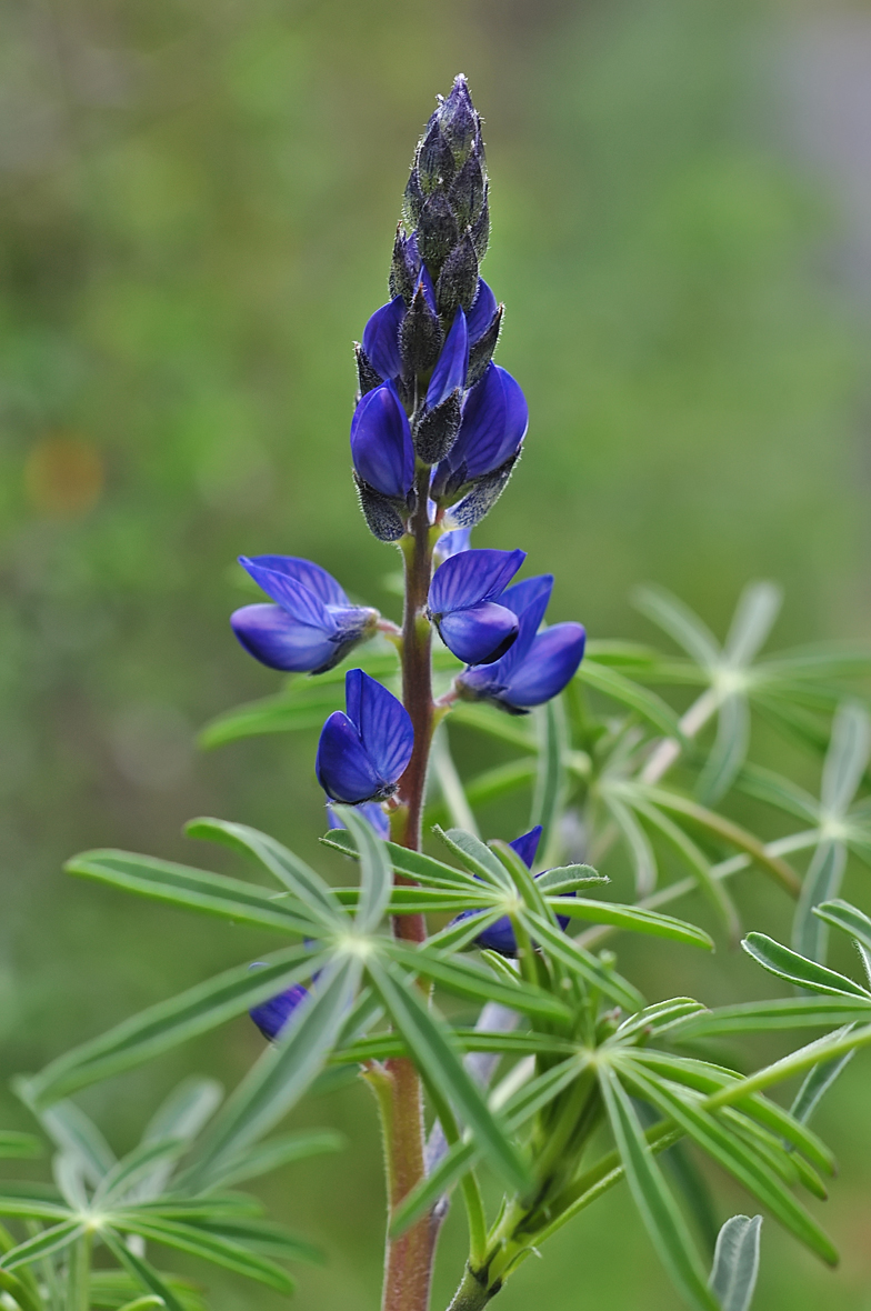 Lupinus angustifolius