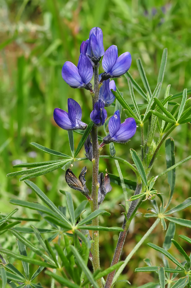 Lupinus angustifolius