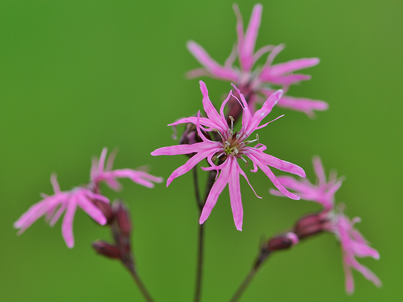 Lychnis flos cuculi