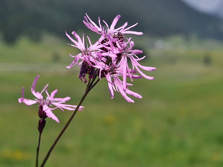 Lychnis flos cuculi