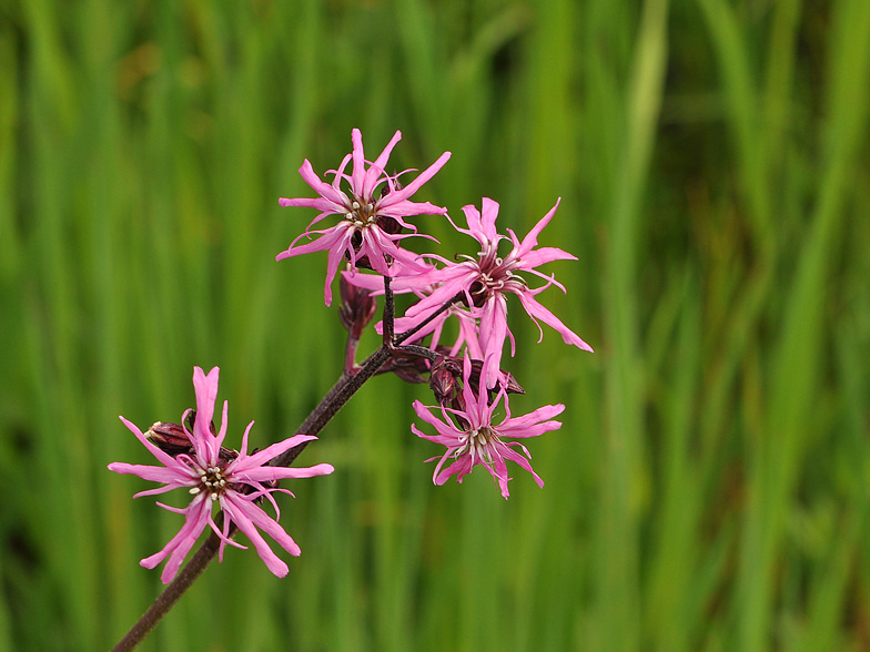 Lychnis flos cuculi