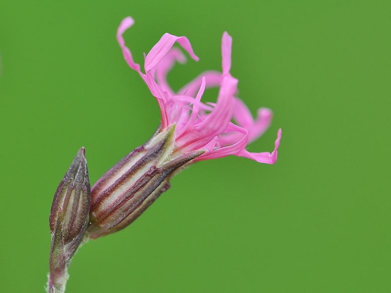 Lychnis flos cuculi