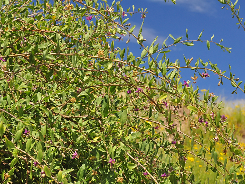 Lycium barbarum