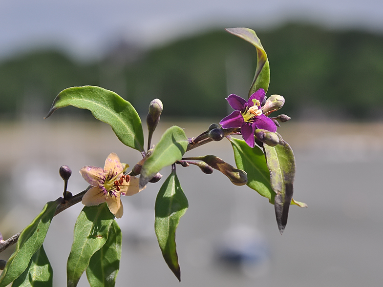 Lycium barbarum