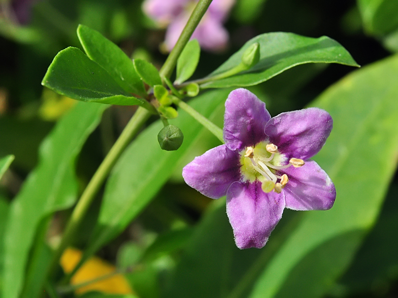 Lycium barbarum