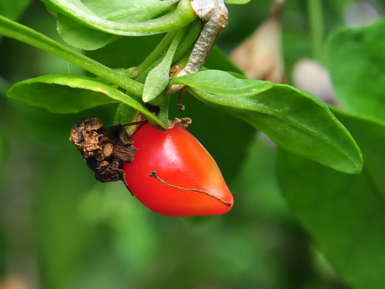 Lycium barbarum