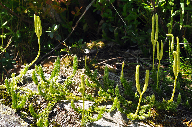 Lycopodium clavatum