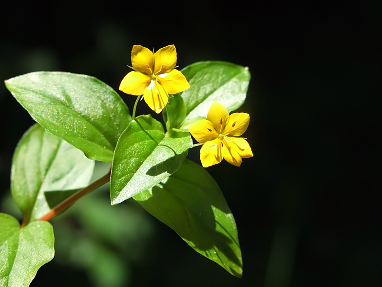 Lysimachia nemorum