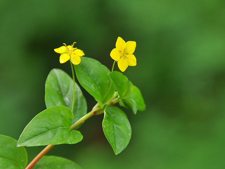 Lysimachia nemorum Grand Bornand