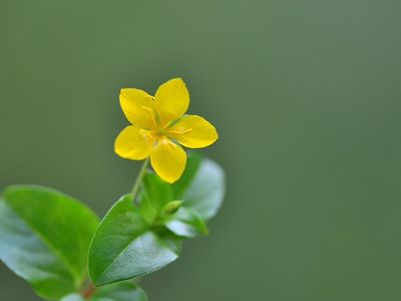 Lysimachia nemorum