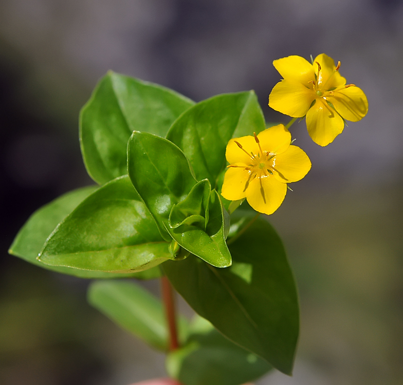 Lysimachia nemorum