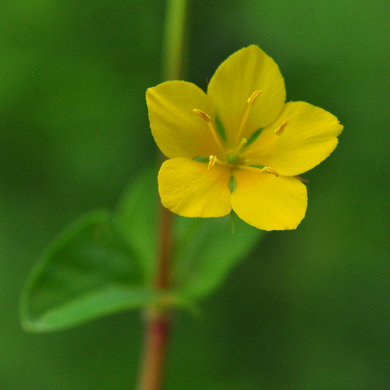 Lysimachia nemorum