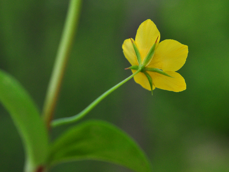 Lysimachia nenorum dessous