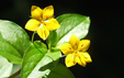 Lysimachia nemorum