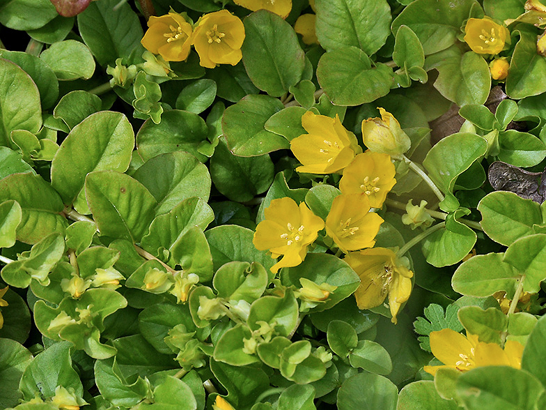 Lysimachia nummularia