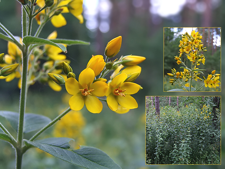 Lysimachia vulgaris