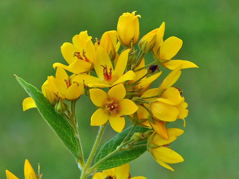 Lysimachia vulgaris