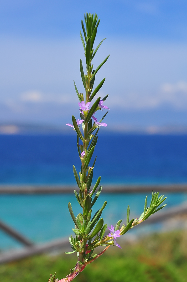 Lythrum hyssopifolia