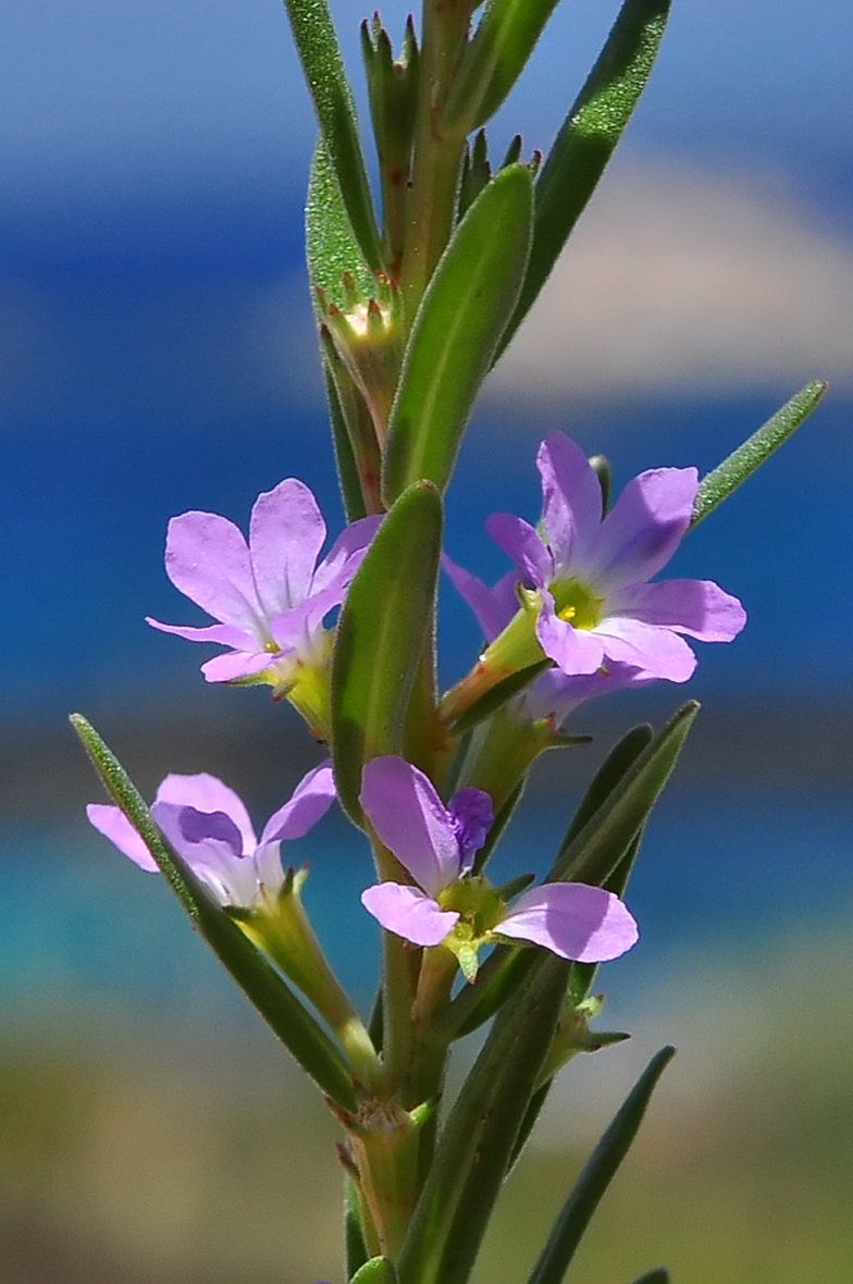 Lythrum hyssopifolia