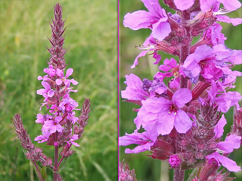 Lythrum salicaria