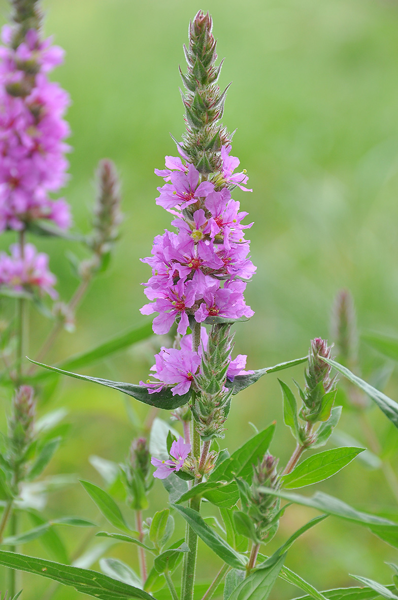 Lythrum salicaria