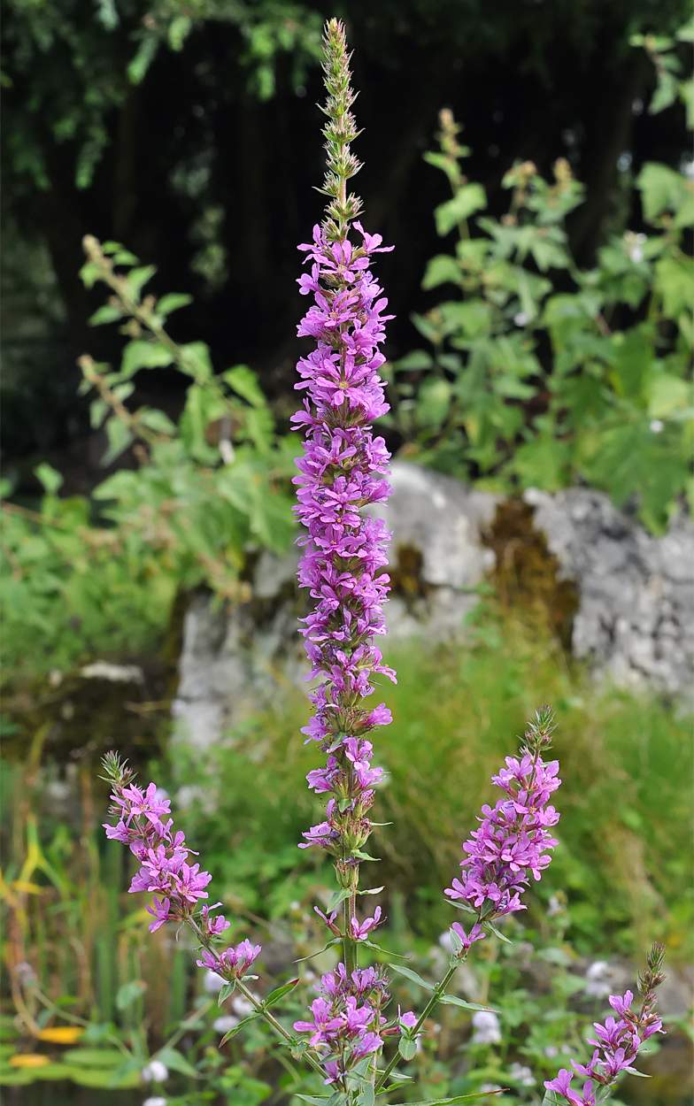 Lythrum salicaria