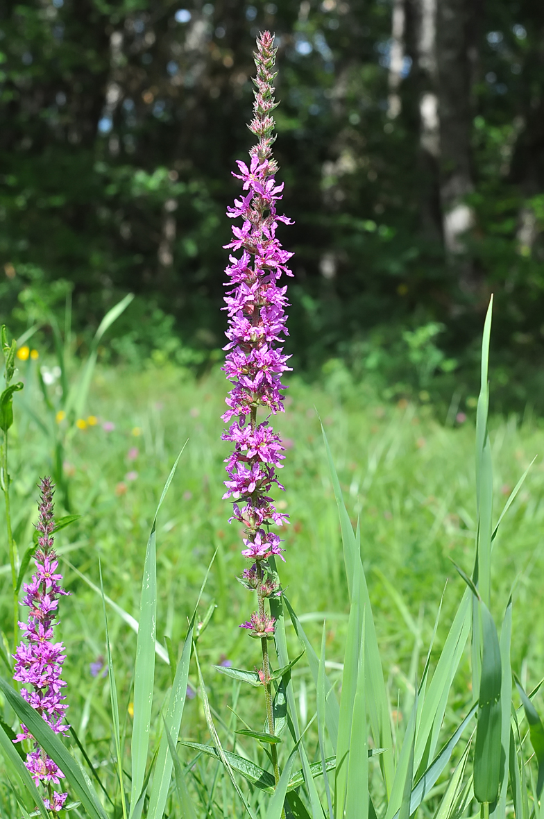 Lythrum salicaria