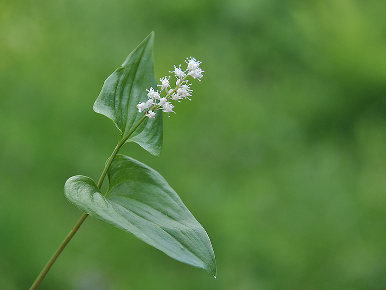 Maianthemum bifolium