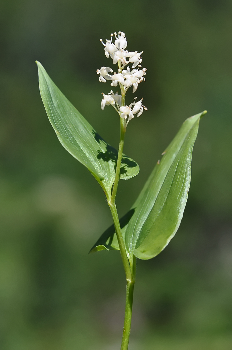 Maianthemum bifolium