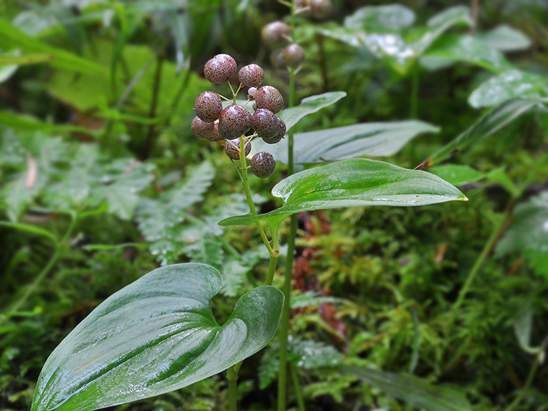 Maianthemum bifolium